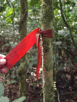 Red ribbons indicating location of traps